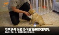 狗崽爆料视频大全最新章节,揭秘最新章节背后的惊人真相