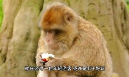 小崔猴子吃瓜视频大全免费观看,免费观看，笑料横生！